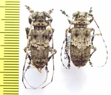 Lasiopezus brunoi, pair  Ethiopia - INSECTS-STORE.RU