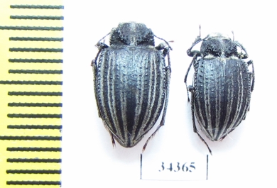 Earophanta collaris  Kazakhstan - INSECTS-STORE.RU