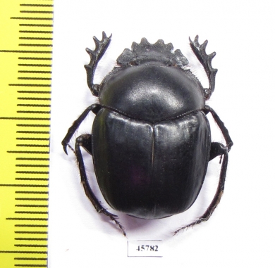 Scarabaeus sp.  South Africa Rep. - INSECTS-STORE.RU