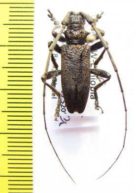 Strandiata renominata  Ethiopia - INSECTS-STORE.RU