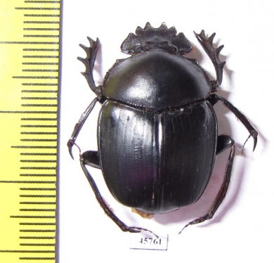 Scarabaeus sp.  South Africa Rep. - INSECTS-STORE.RU