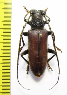 Neoplocaederus benningseni  Ethiopia  - INSECTS-STORE.RU