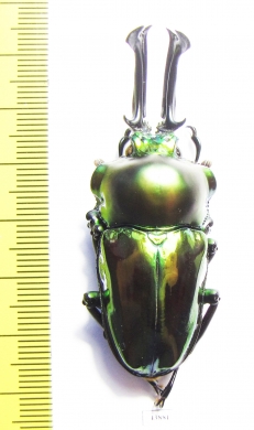 Phalacrognathus muelleri  58mm (12000p) - INSECTS-STORE.RU