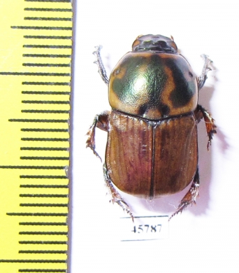 Onitis sp.  South Africa Rep. - INSECTS-STORE.RU