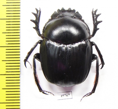 Scarabaeus sp.  South Africa Rep. - INSECTS-STORE.RU