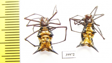 Arachnida sp.  Peru - INSECTS-STORE.RU