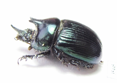Ceratotrupes sturmi, male  Mexico - INSECTS-STORE.RU
