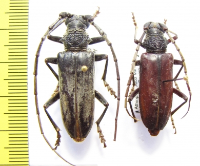 Neoplocaederus conradti, pair  Ethiopia  - INSECTS-STORE.RU