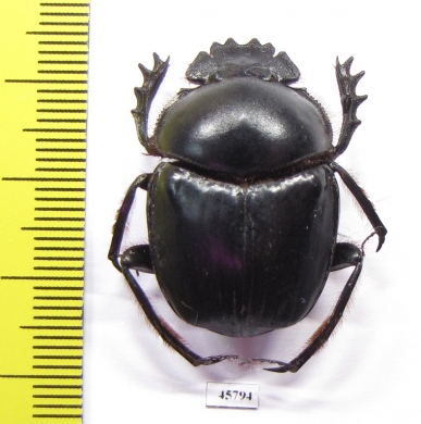 Scarabaeus sp.  South Africa Rep. - INSECTS-STORE.RU