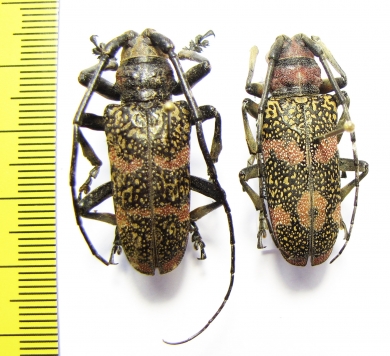 Ceroplesis revoili pauli, pair  Ethiopia - INSECTS-STORE.RU