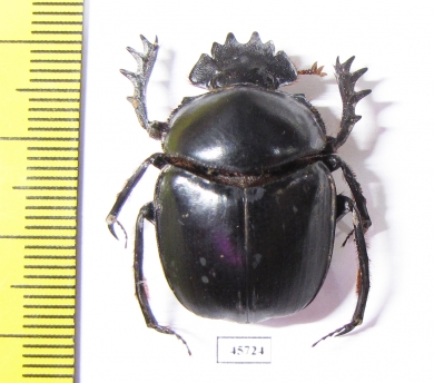 Scarabaeus sp.  South Africa Rep. - INSECTS-STORE.RU