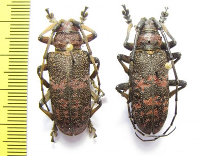 Ceroplesis nigromaculata, pair  Ethiopia - INSECTS-STORE.RU