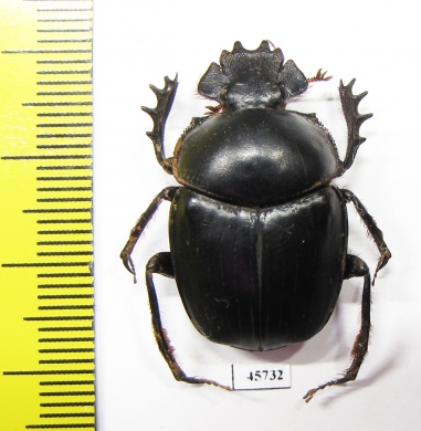 Scarabaeus sp.  South Africa Rep. - INSECTS-STORE.RU