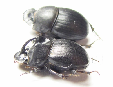 Copris sp., pair  South Africa Rep. - INSECTS-STORE.RU