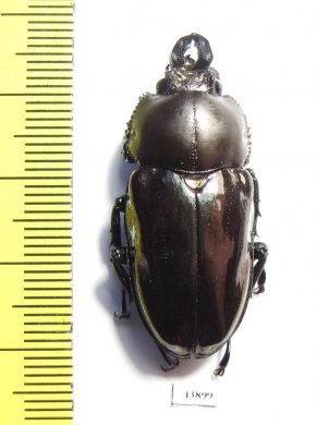 Phalacrognathus muelleri, female  36mm - INSECTS-STORE.RU