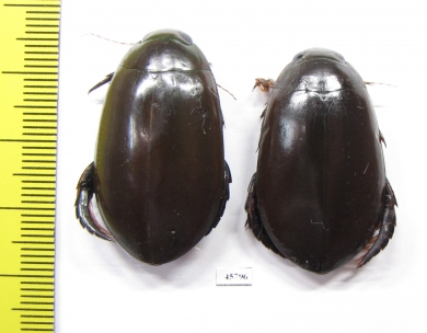 Cybister sp., pair  South Africa Rep. - INSECTS-STORE.RU
