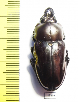 Phalacrognathus muelleri, female  35mm - INSECTS-STORE.RU