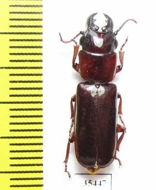 Parandrinae sp.  Mexico - INSECTS-STORE.RU