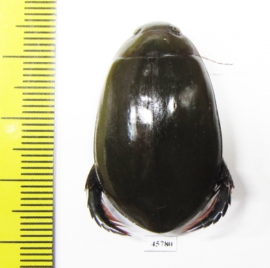 Cybister sp.  South Africa Rep. - INSECTS-STORE.RU