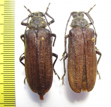 Lachneophysis rougeoti  Ethiopia  - INSECTS-STORE.RU