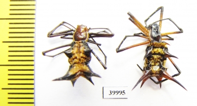 Arachnida sp.  Peru - INSECTS-STORE.RU