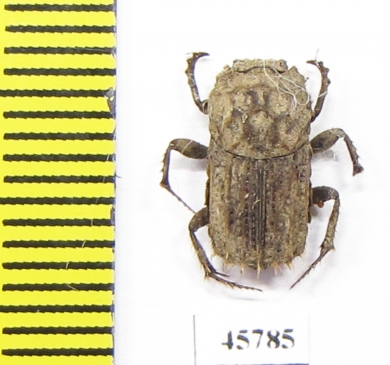 Drepanocerus sp.?  South Africa Rep. - INSECTS-STORE.RU