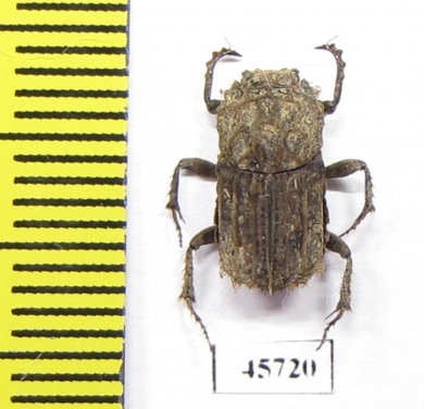 Drepanocerus sp.?  South Africa Rep. - INSECTS-STORE.RU