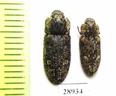 Trogossitidae sp.  Tanzania - INSECTS-STORE.RU