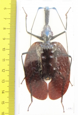 Mormolyce phyllodes  Indonesia, Sumatra  91mm - INSECTS-STORE.RU