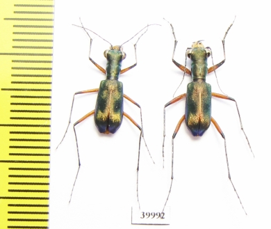 Cicindelinae sp., pair  Indonesia, Kalimantan - INSECTS-STORE.RU