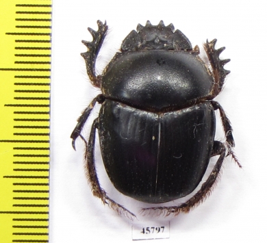 Scarabaeus sp.  South Africa Rep. - INSECTS-STORE.RU