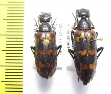Meloidae sp.  Namibia - INSECTS-STORE.RU