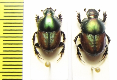 Onthophagus blanchardi, pair  Ethiopia - INSECTS-STORE.RU