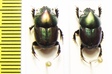 Onthophagus blanchardi  Ethiopia - INSECTS-STORE.RU