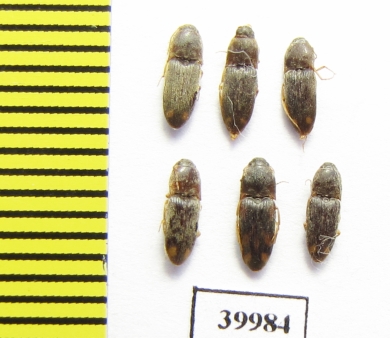 Elateridae sp.  Tajikistan - INSECTS-STORE.RU