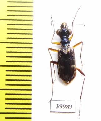 Tetracha fruhstorferi  Vietnam - INSECTS-STORE.RU