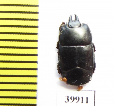 Hololepta sp.  Indonesia, Ceram isl. - INSECTS-STORE.RU