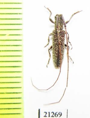 Cerambycidae sp.  Zambia - INSECTS-STORE.RU