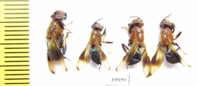 Diptera sp.  Thailand - INSECTS-STORE.RU