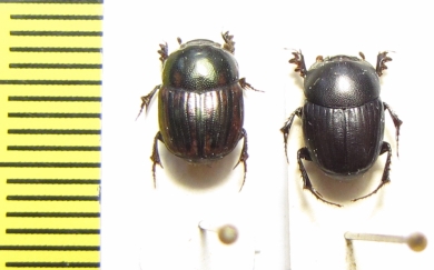 Onthophagus sp.  Ethiopia - INSECTS-STORE.RU