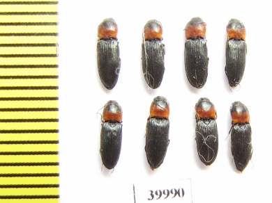 Cardiophorus ruficollis  Russia, Tver reg. - INSECTS-STORE.RU