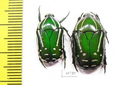 Rhabdotis semipunctata, pair  South Africa Rep. - INSECTS-STORE.RU