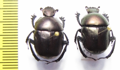 Gymnopleurus sp.  Ethiopia - INSECTS-STORE.RU