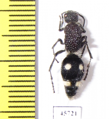 Mutillidae sp.  South Africa Rep. - INSECTS-STORE.RU