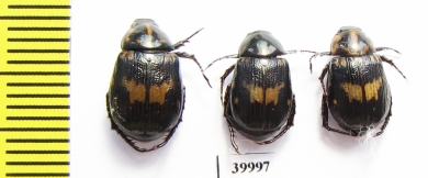 Rutelinae sp.  Thailand - INSECTS-STORE.RU