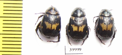 Rutelinae sp.  Thailand - INSECTS-STORE.RU