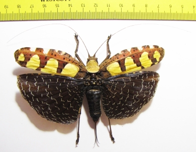 Sanaa regalis  Thailand - INSECTS-STORE.RU