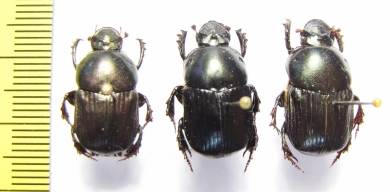 Onitis sp., pair  Ethiopia - INSECTS-STORE.RU