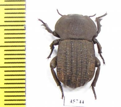Anomalipus sp.  South Africa Rep. - INSECTS-STORE.RU
