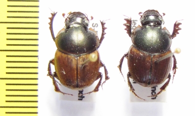 Digitonthophagus sp., pair  Ethiopia - INSECTS-STORE.RU
